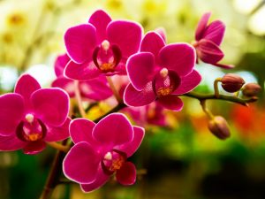 Cómo curar la pudrición de las orquídeas