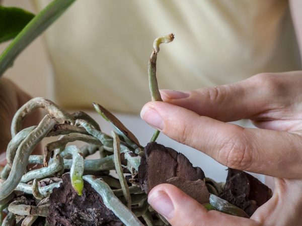 Om orkidén har bleknat i förtid kontrolleras tillståndet för växtens rötter.