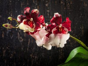 Cumbria orchideeënteelt