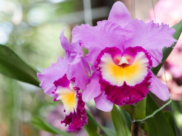 Pěstování orchidejí Cattleya