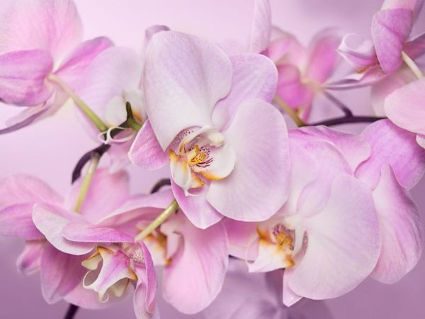A Legato pillangó orchidea leírása