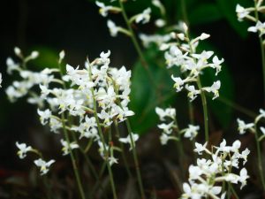 Péče o orchideje Ludisia doma