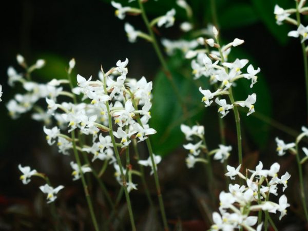Ludisia orkidévård hemma