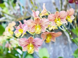 Cuida una orquídea descolorida