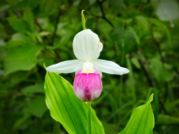 Zapatilla de dama orquídea