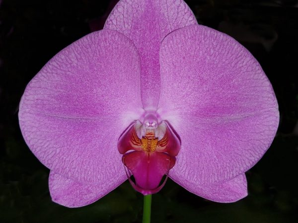 Singolo orchidej