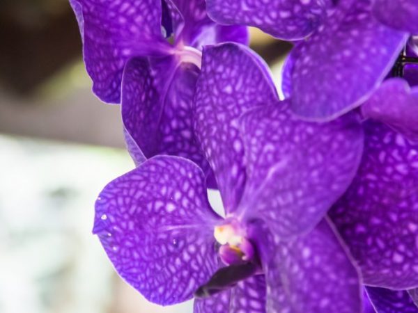 Orhidee Wanda în creștere