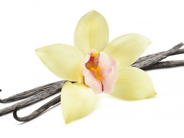 Vainilla orquídea