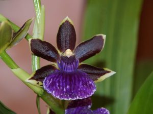 Zygopetalum orchidej