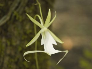 Kenmerken van het kweken van een spookorchidee