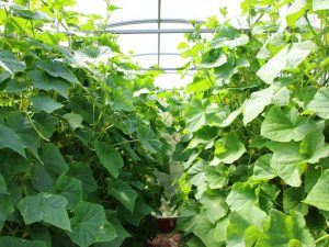 Bilda gurkor i ett växthus i polykarbonat