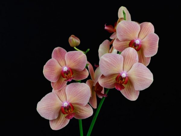 Creando iluminación adicional para la orquídea.
