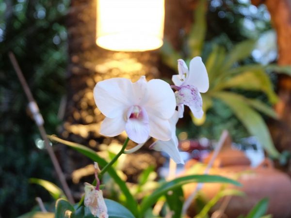 Orchidee lampen zorgen voor een optimale stralingsintensiteit