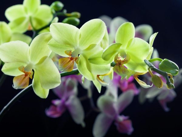 Phalaenopsis Lewis Sakura en crecimiento