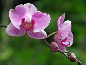 Aplicación de pasta de citoquininas para orquídeas.