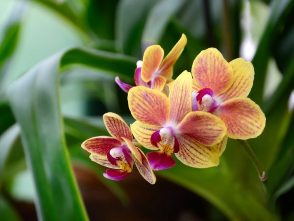 Användningen av väteperoxid för orkidéer