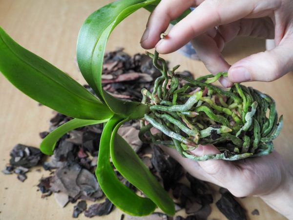 Trasplante de bebés de Phalaenopsis