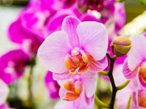 Razones para la aparición de gotas pegajosas en una orquídea.