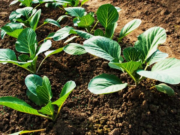 تؤثر جودة التربة على تطور النبات