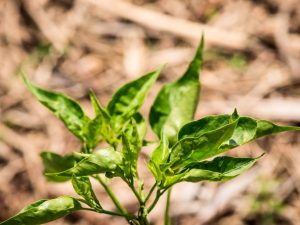 Λόγοι για τα φύλλα που πέφτουν από το πιπέρι