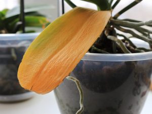 Causas de las orquídeas amarillentas