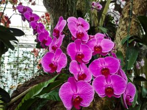 Varför blev orkidéns löv gula?