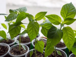 Τα σπορόφυτα πιπεριού αναπτύσσονται άσχημα