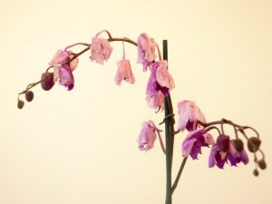 Oorzaken van verwelkende orchideebloemen