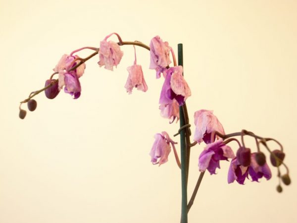 Orsaker till vissnande av orkidéblommor