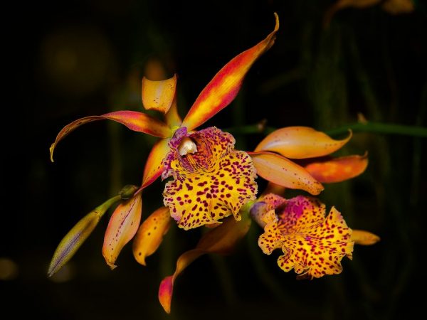 Listy orchideje Phalaenopsis zežloutnou