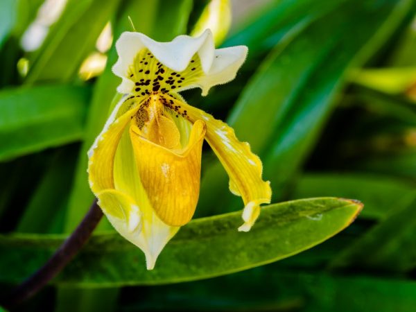 Var noga med att befrukta orkidén