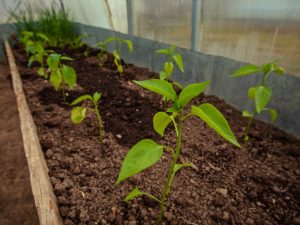 Top dressing av peppar efter plantering i växthuset