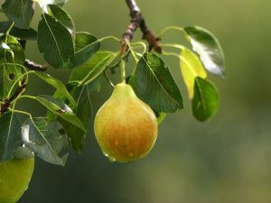 Beschrijving van late soorten peren