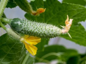 Geheimen van het kweken van komkommers volgens de Portyankin en Shamshina-methode