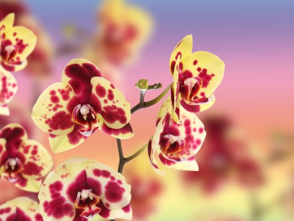 Prickig orkidé