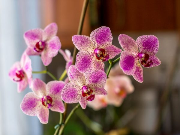Cuidado de las orquídeas manchadas