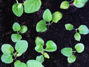 Slechte groei van auberginezaailingen