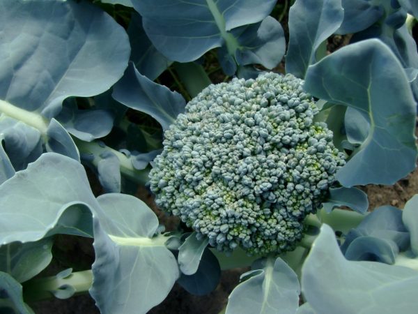 Broccoli is gemakkelijk te verzorgen