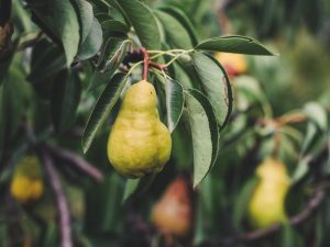 Voortplanting van peren door stekken