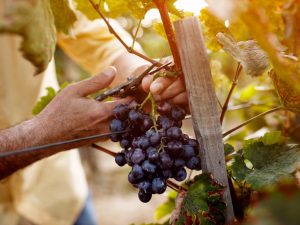 A szőlő kivágással történő szaporításának szabályai tavasszal