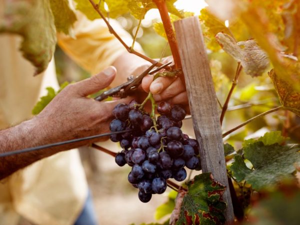 Reglas para la propagación de uvas por esquejes en primavera.