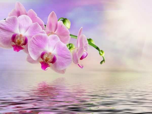De voortplantingsregels van orchideeën door stekken