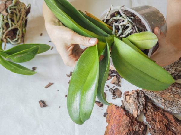 Rötterna till denna orkidé är starka och grenade.