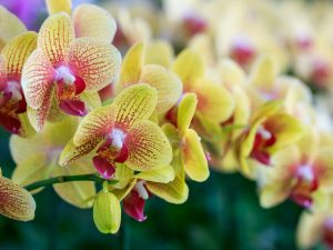 Ribav extra för orkidéer