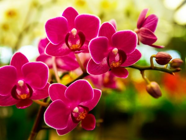 Patria de la orquídea