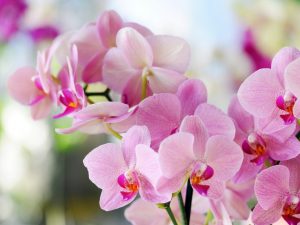 Beschrijving van roze orchidee