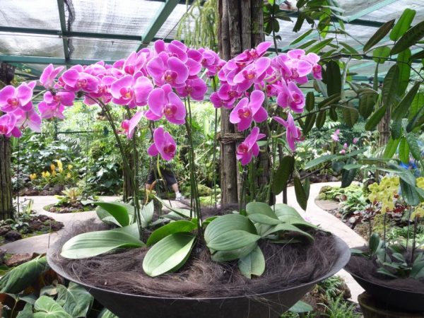 Sitio de plantación de orquídeas de jardín.