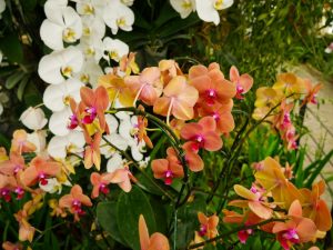 Manchas blancas y negras en la orquídea.
