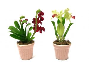 De voordelen van seramis voor orchideeën