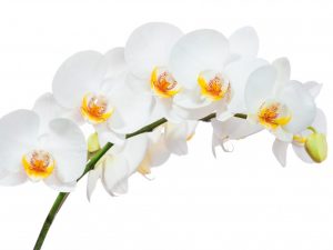 Období kvetení orchidejí doma